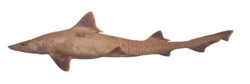 Dusky Smooth-Hound